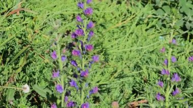 Bahar Zamanı Meadow 'da Echium Vulgare' de Yabanarısı Mor Çiçekler. 