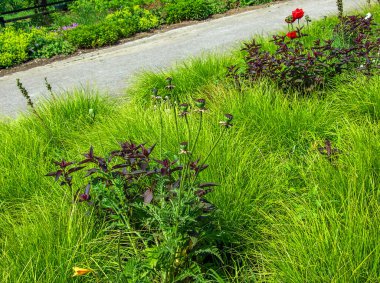 Afyon gelinciği çiçeği, Latin papaver somniferum. Bir kutu haşhaş tohumu.