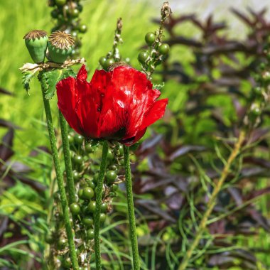 Afyon gelinciği çiçeği, Latin papaver somniferum. Bir kutu haşhaş tohumu.