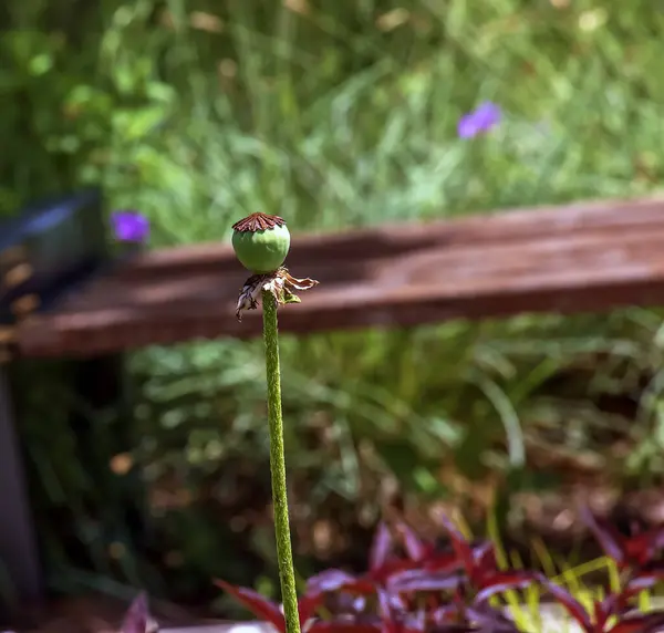 stock image Opium poppy flower, in Latin papaver somniferum. Box of poppy seeds.