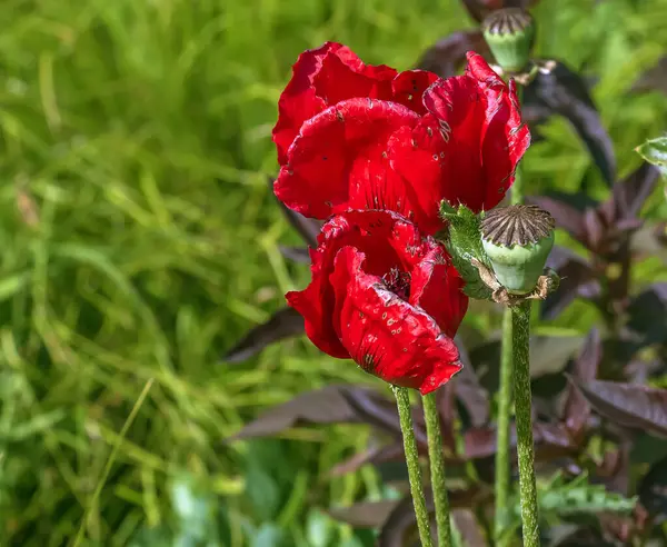 stock image Opium poppy flower, in Latin papaver somniferum. Box of poppy seeds.