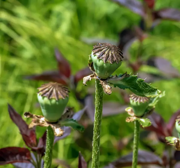 stock image Opium poppy flower, in Latin papaver somniferum. Box of poppy seeds.