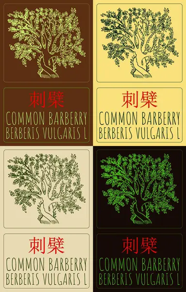 stock image Set of  drawing COMMON BARBERRY in Chinese in various colors. Hand drawn illustration. The Latin name is BERBERIS VULGARIS L.