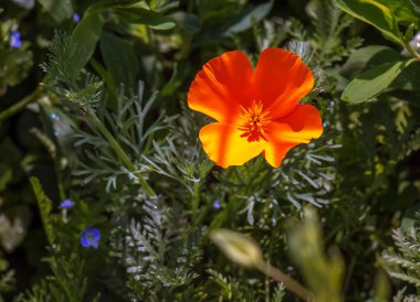 Yazın açan güzel sarı gelincik. Çiçeğin Latince adı Glaucium flavum 'dur..