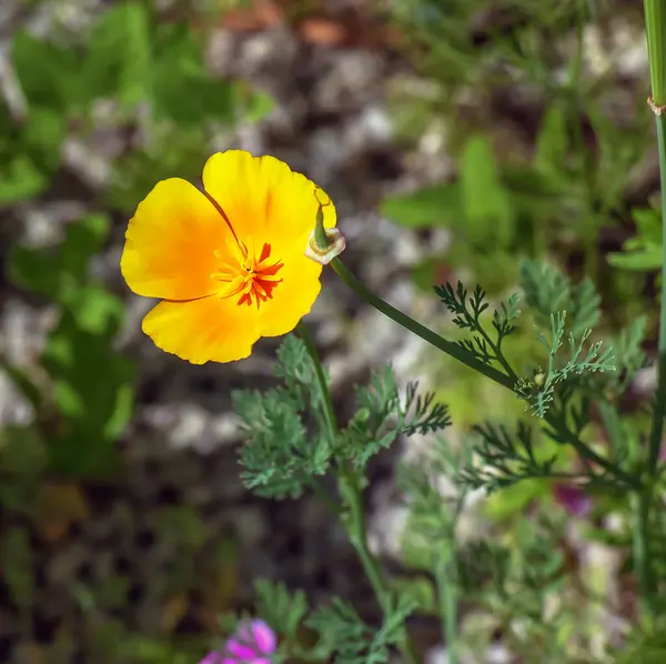 stock image Beautiful yellow poppy blooming in summer. The Latin name of the flower is Glaucium flavum.