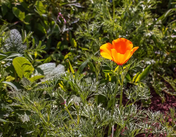 stock image Beautiful yellow poppy blooming in summer. The Latin name of the flower is Glaucium flavum.