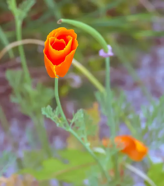 stock image Beautiful yellow poppy blooming in summer. The Latin name of the flower is Glaucium flavum.