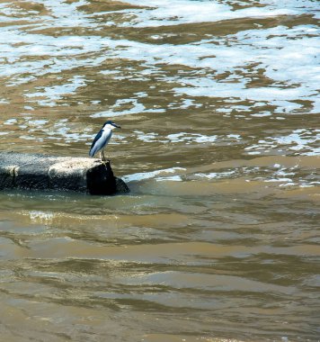 NITRA 'daki elektrik santralinde balık avlayan Nycticorax nycticorax..