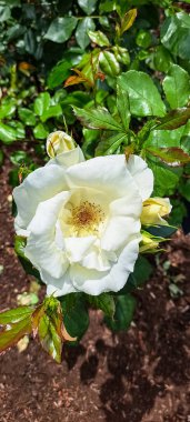 Bahçedeki güzel güller. Portland, Oregon 'daki Peninsula Park Gül Bahçesi.