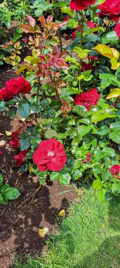 Bahçedeki güzel güller. Portland, Oregon 'daki Peninsula Park Gül Bahçesi.