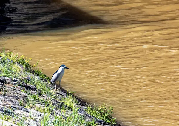 stock image Nycticorax nycticorax common night heron at the power plant in NITRA hunting for fish.