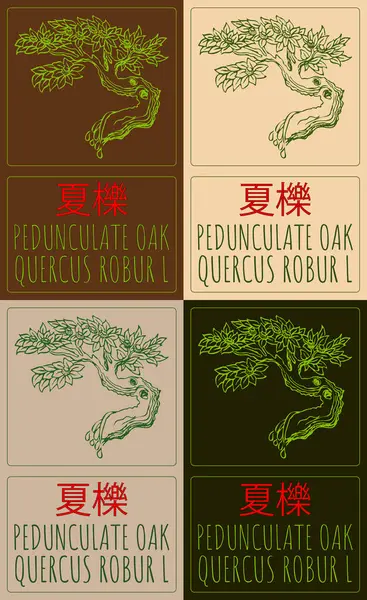 stock image Set of  drawing PEDUNCULATE OAK in Chinese in various colors. Hand drawn illustration. The Latin name is QUERCUS ROBUR L.
