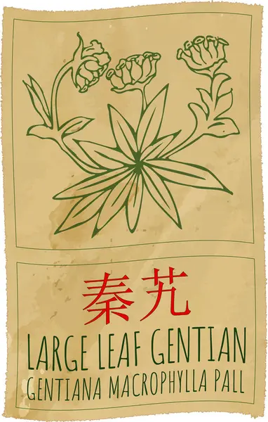 stock vector Vector drawing LARGE LEAF GENTIAN in Chinese. Hand drawn illustration. The Latin name is GENTIANA MACROPHYLLA PALL.