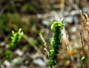 Mayıs ayında Stachys Annua 'nın Çiçeği. Kalvarija Dağı 'nda vahşi yaşam büyüyor..