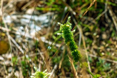 Mayıs ayında Stachys Annua 'nın Çiçeği. Kalvarija Dağı 'nda vahşi yaşam büyüyor..