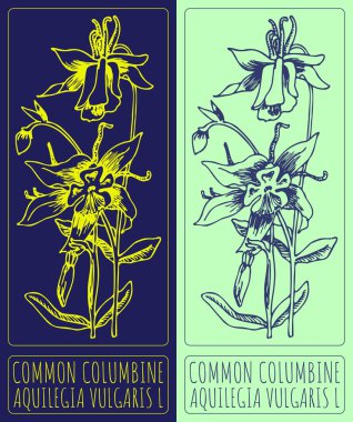 Vektör COMON COLUMBINE çiziyor. El çizimi çizimi. Latince adı AQUILEGIA VULGARIS L.