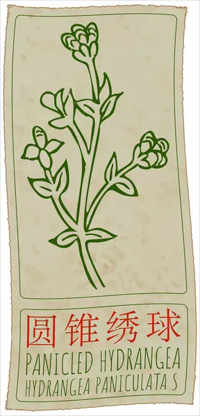 stock image Drawing PANICLED HYDRANGEA in Chinese. Hand drawn illustration. The Latin name is HYDRANGEA PANICULATA S.