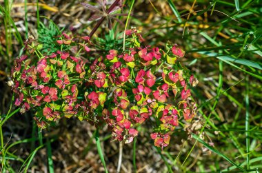 Euphorbia cyparissias, selvi çiçeği. Kalvarija Dağı 'nda vahşi yaşam büyüyor..