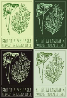 Set of vector drawing KOELZELLA PABULARIA in various colors. Hand drawn illustration. The Latin name is PRANGOS PABULARIA LINDL. clipart