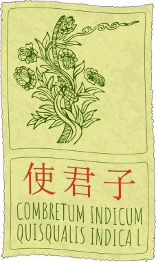 Drawing COMBRETUM INDICUM in Chinese. Hand drawn illustration. The Latin name is QUISQUALIS INDICA L. clipart