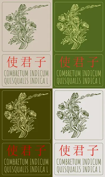 stock vector Set of vector drawing COMBRETUM INDICUM in Chinese in various colors. Hand drawn illustration. The Latin name is QUISQUALIS INDICA L.