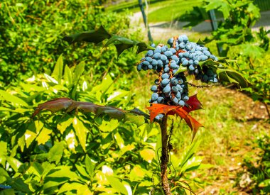 Slovakya 'daki Nitra botanik bahçesinde yaprakları ve böğürtlenleri olan mahonia Mahonia bealei çalısı.