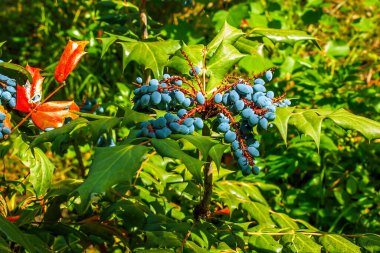 Slovakya 'daki Nitra botanik bahçesinde yaprakları ve böğürtlenleri olan mahonia Mahonia bealei çalısı.