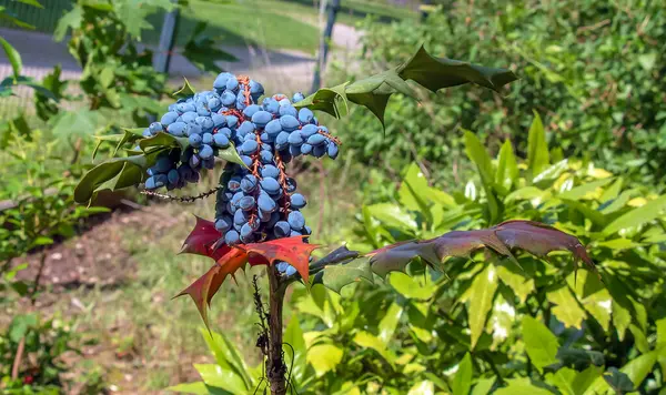 stock image Bush of mahonia Mahonia bealei with leaves and berries in the botanical garden in Nitra in Slovakia.