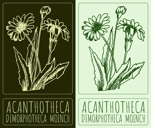 ACANTHOtheCA çiziyor. El çizimi çizimi. Latince adı DimorfotheCA MOENCH.