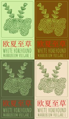 Çince 'de çeşitli renklerde beyaz köpek çizimi. El çizimi çizimi. Latince adı MARRUBIUM VULGARE L.