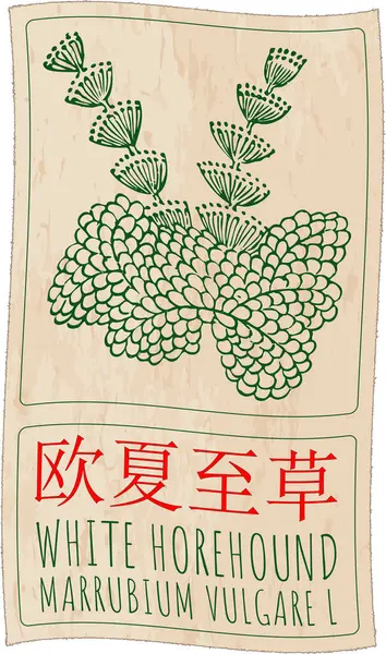 stock vector Vector drawing WHITE HOREHOUND in Chinese. Hand drawn illustration. The Latin name is MARRUBIUM VULGARE L.
