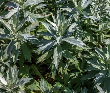 Artemisia ludoviciana pelinotu Nitra 'daki botanik bahçesinde..