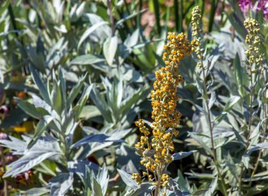 Artemisia ludoviciana pelinotu Nitra 'daki botanik bahçesinde..