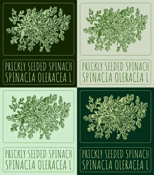 stock image Set of drawing PRICKLY SEEDED SPINACH in various colors. Hand drawn illustration. The Latin name is SPINACIA OLERACEA L.