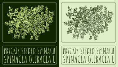 Vektör çizimi PRICKLY görünen SPINACH. El çizimi çizimi. Latince adı SpINACIA OLERACEA L.