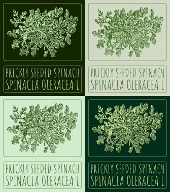 PRICKLY SEEDED SPINACH 'ı çeşitli renklerde çizen vektör kümesi. El çizimi çizimi. Latince adı SpINACIA OLERACEA L.