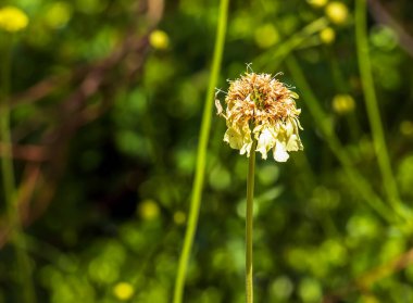 Dev çiçek tomurcuğu - Latince adı - Sefalaria dev çayı. Dinyeper, Ukrayna 'daki Botanik Bahçesi.