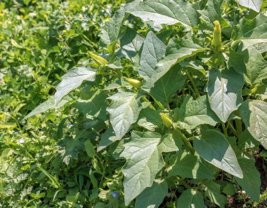 Kokulu trompet şekilli datura, doğada açan stramonyum çiçeği. Ayrıca jimson otu, Datura stramonyumu, şeytan kapanı, ay çiçeği olarak da bilinir..
