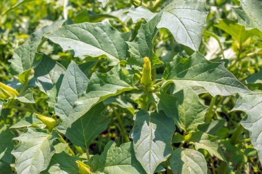 Kokulu trompet şekilli datura, doğada açan stramonyum çiçeği. Ayrıca jimson otu, Datura stramonyumu, şeytan kapanı, ay çiçeği olarak da bilinir..
