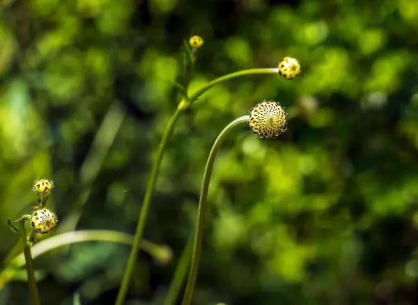 stock image Giant flower bud - Latin name - Cephalaria gigantea. Botanical garden in Dnieper, Ukraine.