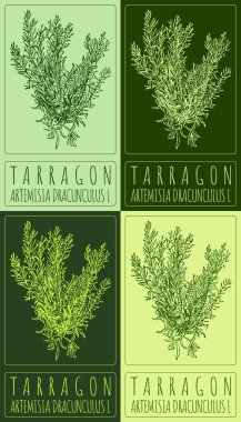 TARRAGON 'un çeşitli renklerde çizimi. El çizimi çizimi. Latince adı ARTEMISIA DRACUNCULUS L.