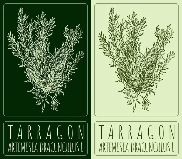 TARRAGON çiziyor. El çizimi çizimi. Latince adı ARTEMISIA DRACUNCULUS L.