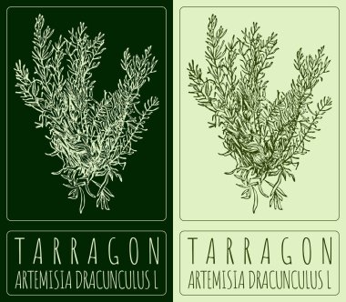 Vektör TARRAGON çiziyor. El çizimi çizimi. Latince adı ARTEMISIA DRACUNCULUS L.