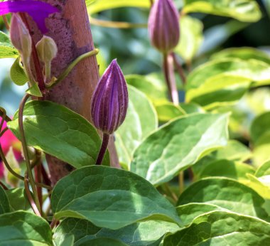 Geniş çiçekli Clematis 'in çiçeklerini yeşil yapraklı arka planda görebilirsiniz..