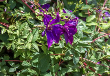 Geniş çiçekli Clematis 'in çiçeklerini yeşil yapraklı arka planda görebilirsiniz..