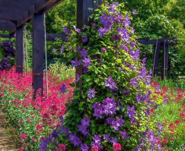 Geniş çiçekli Clematis 'in çiçeklerini yeşil yapraklı arka planda görebilirsiniz..