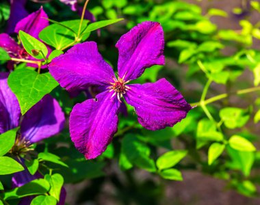 Geniş çiçekli Clematis 'in çiçeklerini yeşil yapraklı arka planda görebilirsiniz..