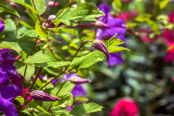 stock image View of the flowers of the large-flowered clematis Blue Angel Viticella against a background of green foliage.