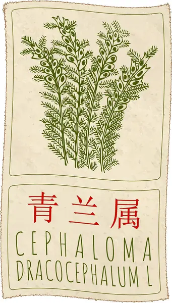 stock image Drawing CEPHALOMA in Chinese. Hand drawn illustration. The Latin name is DRACOCEPHALUM L.