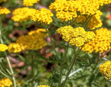 Doğal yeşil bir arka planda kuşak çiçekleri veya Achillea filisardulina.